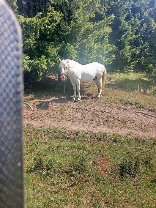 Vând cal frumos și