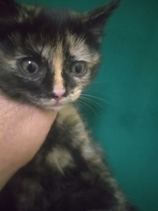 Котята бесплатно