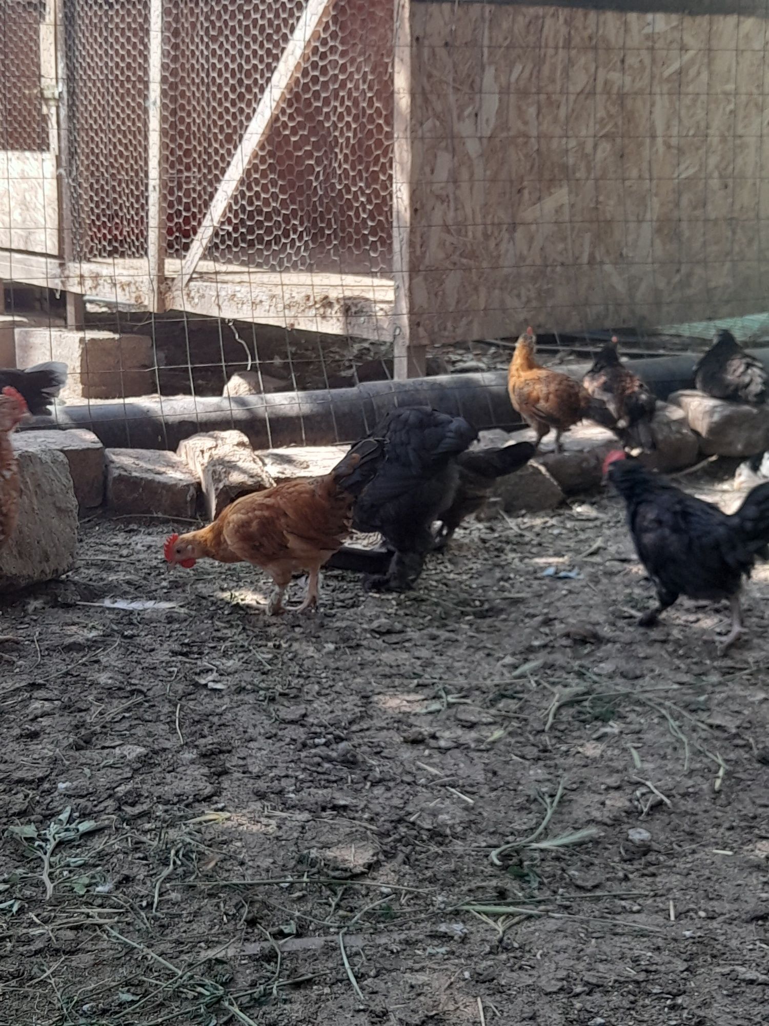 Vând sau schimb cu diverse pasari cocoșei pitici