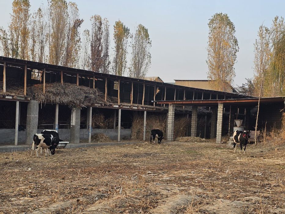 Mol uchun tayyor ferma maydoni sotiladi