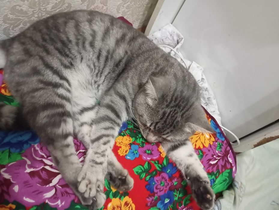 Кошка мальчик 1,5