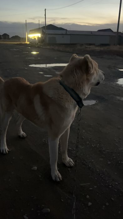 Алабай на вязку бойцовский