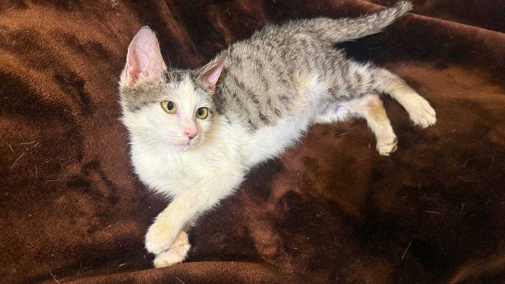 Не просто котёнок — маленькая подруга на всю жизнь.