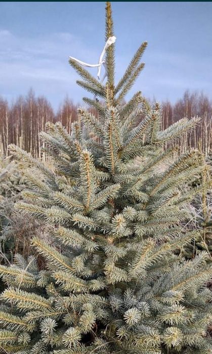 Vând brazi arginti 180cm 200cm