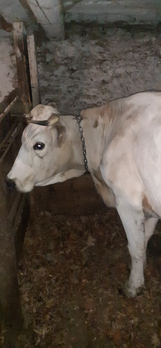 De vânzare vaca cu vitea