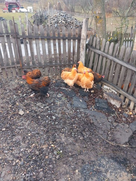 Cocoși și gaini orpinton de vânzare