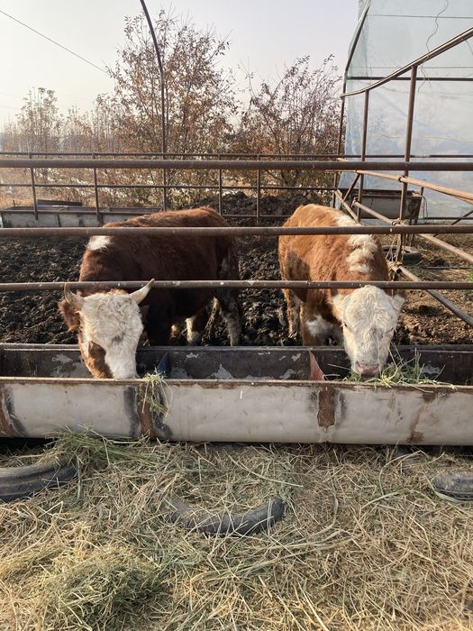 Бордақы бұқа сатылады