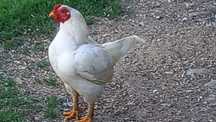 Combarant indian pitic