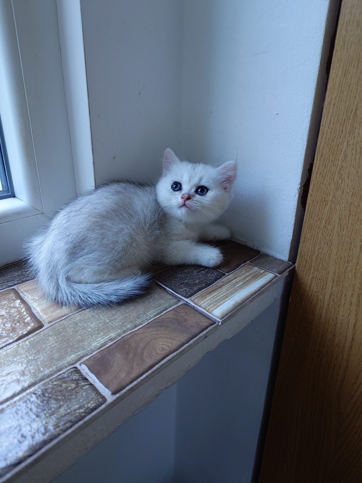 British shorthair cu pedigree golden si silver