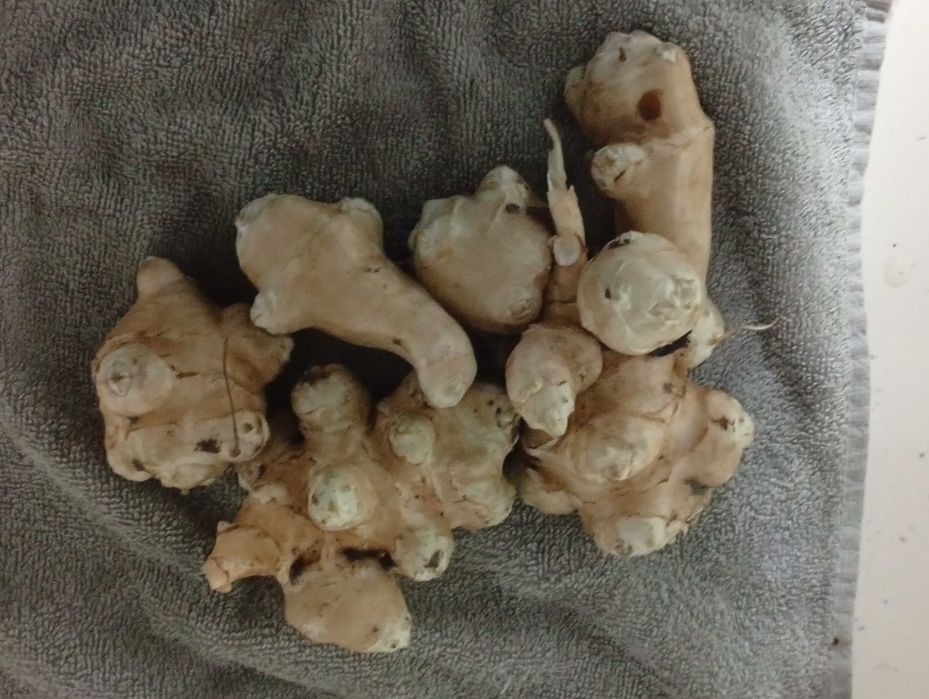 Vând topinambur alb