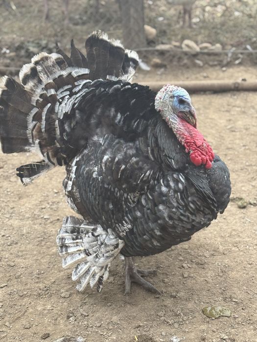 Vand curcani crescuti natural cu porumb