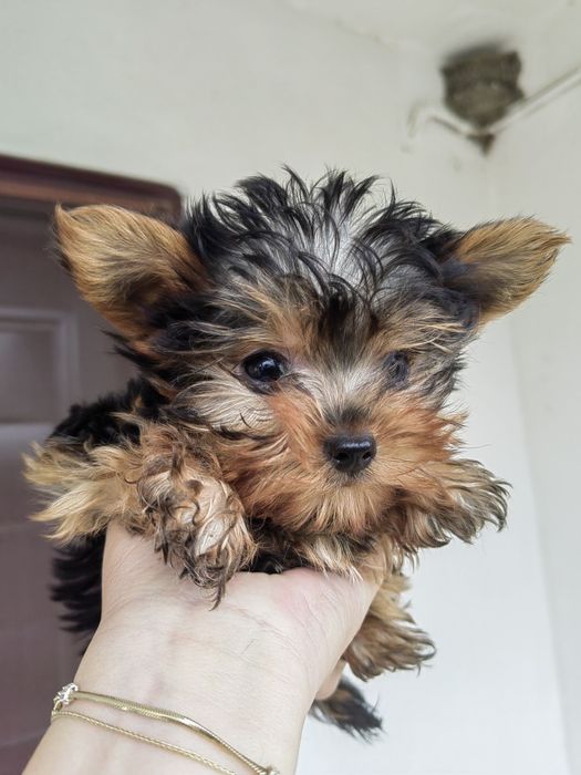Femela Yorkshire Terrier