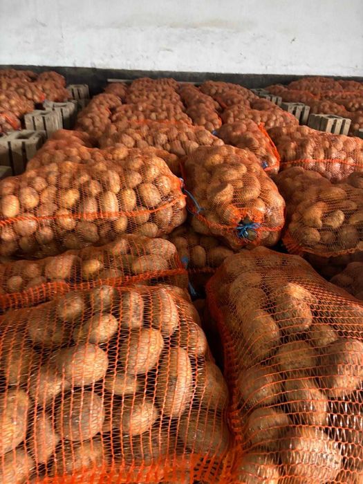 Vand cartofi Paradiso, Carerra, Red Fantasy +50