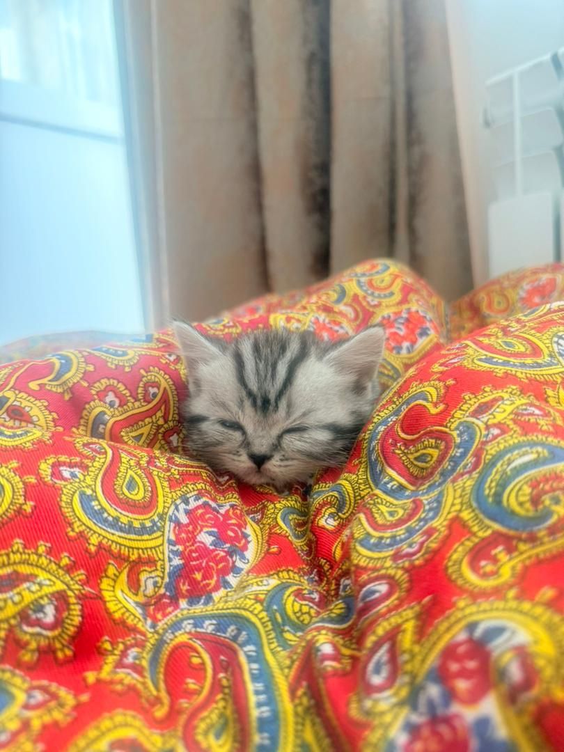 Продаю шотландскую кошку