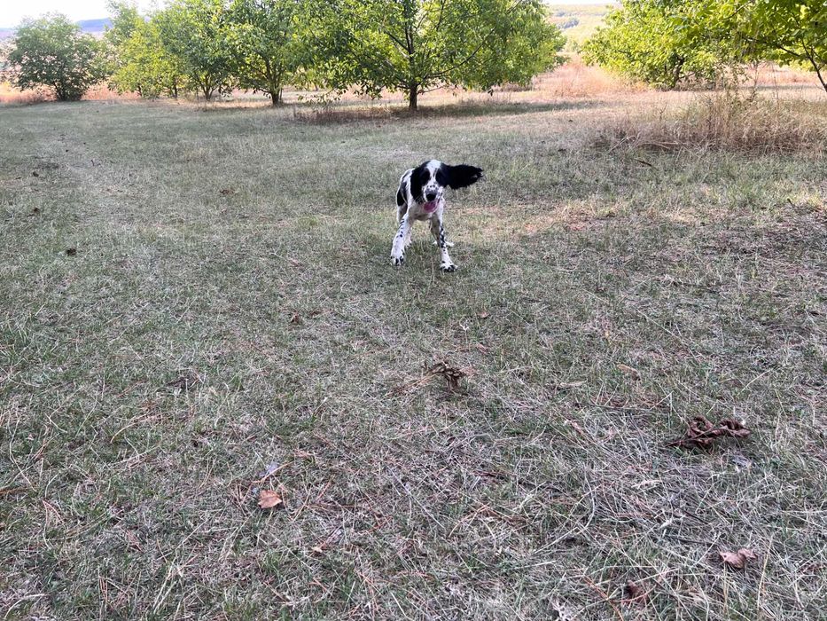 Американски кокер шпаньоли и спрингер шпаньол