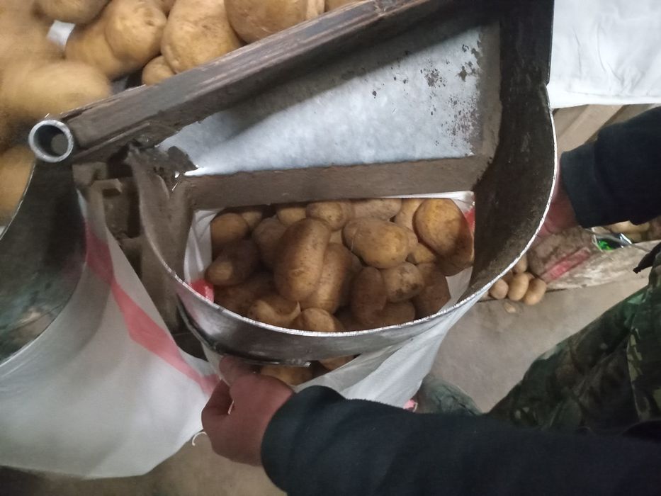 Картошка оптом г. ПАВЛОДАР, сорт Гала