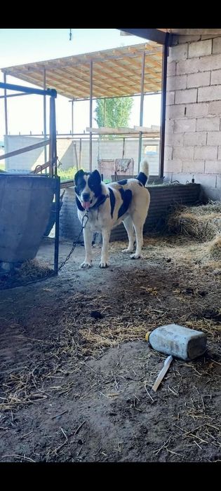 Алабай самка сатылады