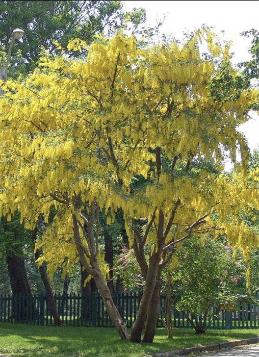 Salcam galben si salcam roz