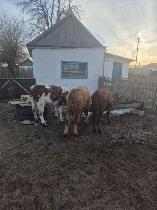 Продам телят бұзау сатам