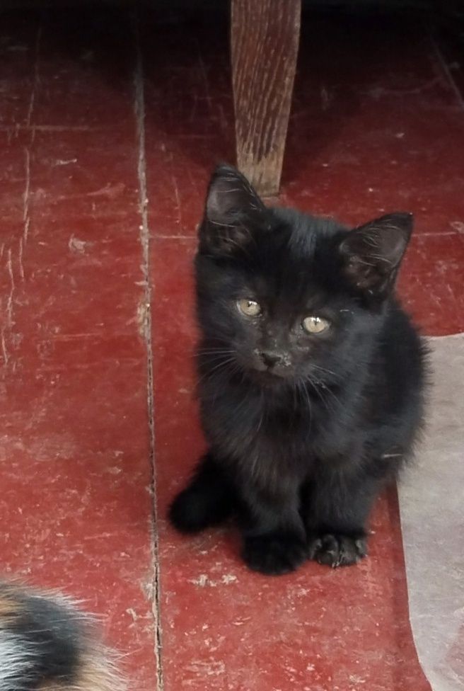 Чёрненький котенок