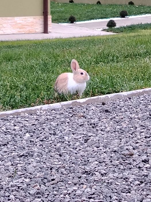 Vând iepuri de rasă pitici