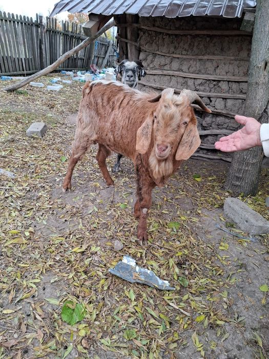 De vânzare țap anglo nubian