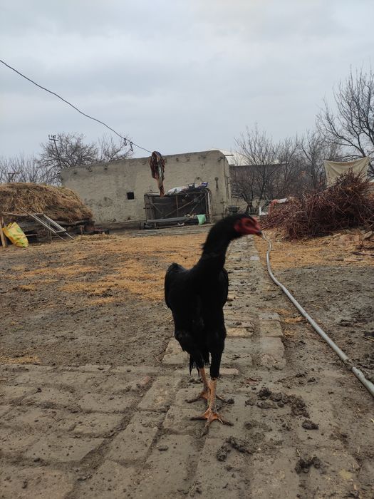 О Шамо жужа тозаси