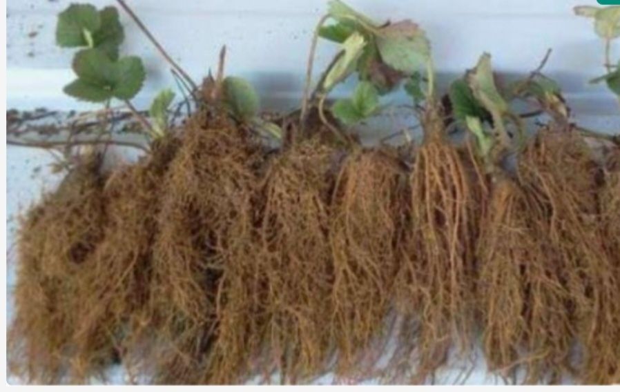 Stoloni Premium Capsuni A+