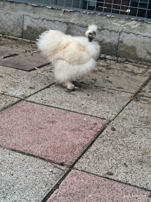 Gaini mătasea Japoneza