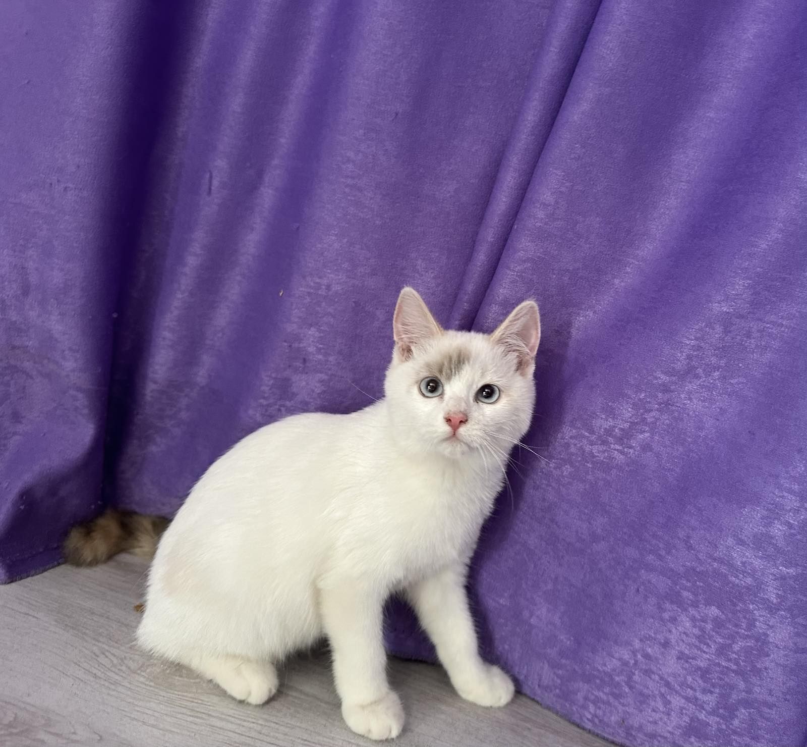 Котенце момиченце със сини очи