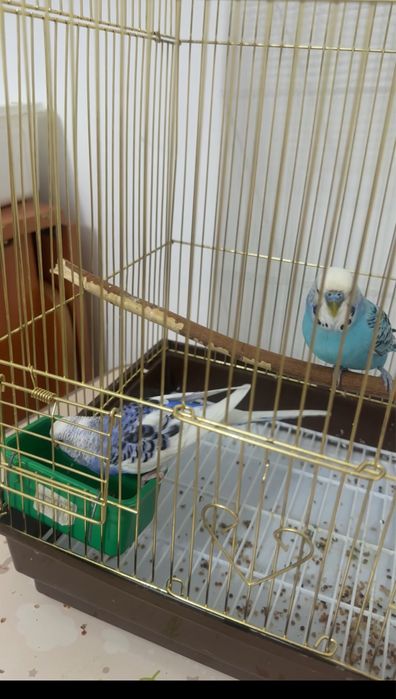 Продам волнистых попугайчиков