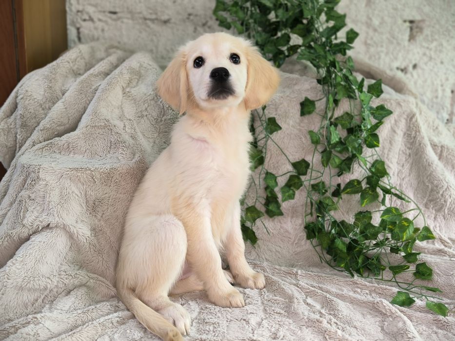 Vand fetita Golden Retriever