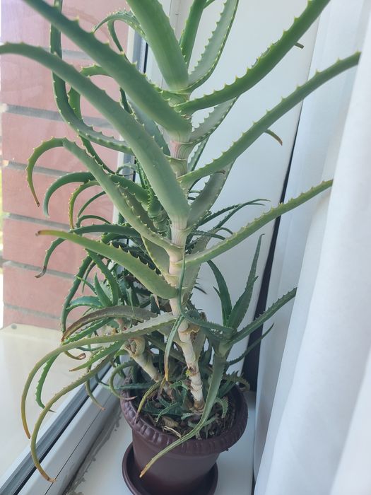 Aloe gul sotiladi