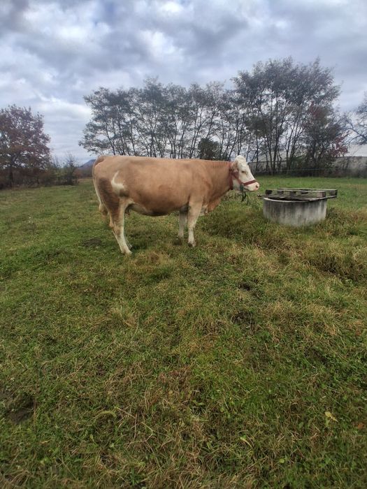 Vand juninca la a 2a fătare
