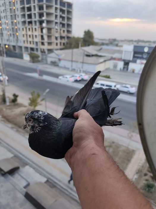 Продается пара гульсарей