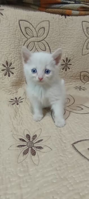 Продам котят ангорка.