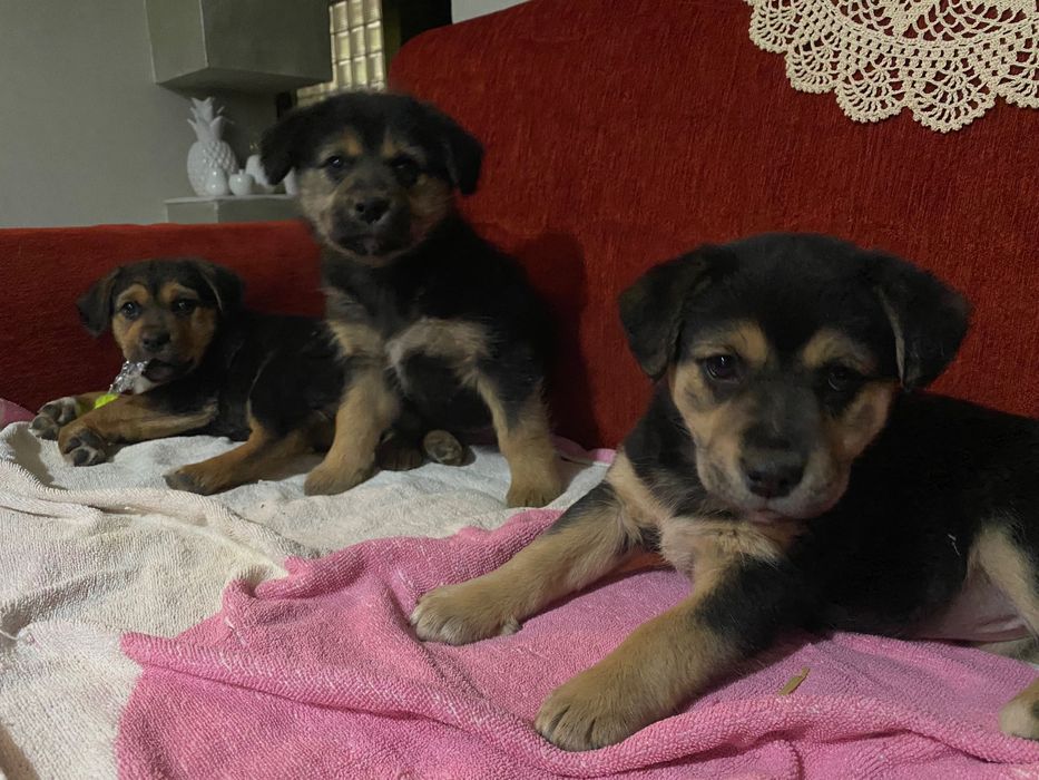 Cățeluși simpatici