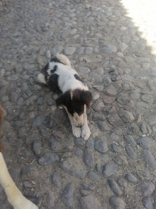 Ofer spre adopție cățel