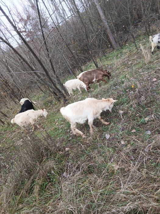 Vând 10 capre cu ied în burta