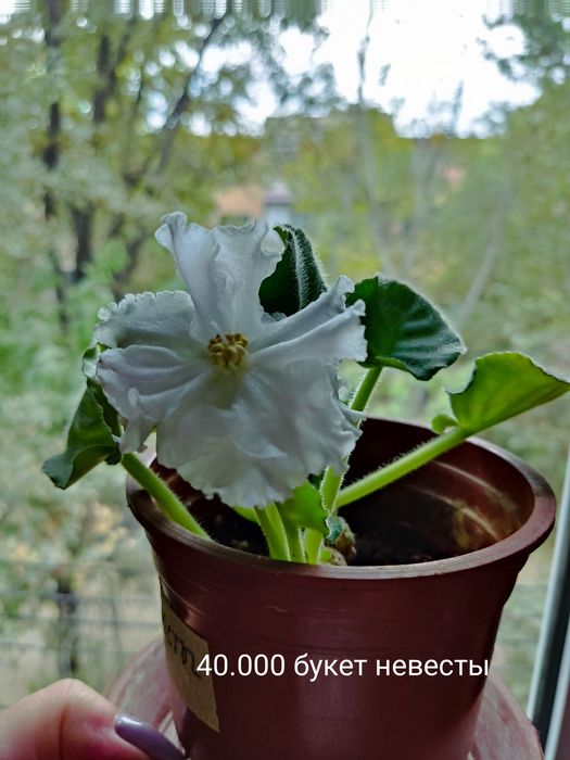 Фиалки комнатные