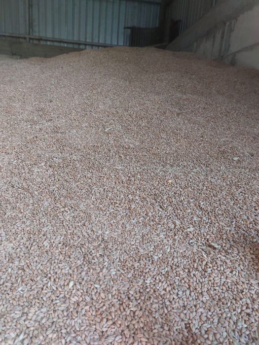 Porumb și grâu 2025