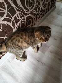 Бесплатно кот шатландская вислоухая кошка