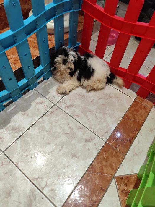 Shih Tzu – pui adorabil, blând și jucăuș