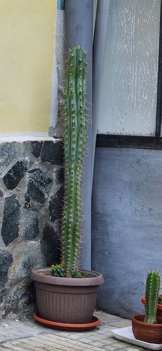 Кактуси Сан Педро /Т. Peruvianus/ - последна бройка