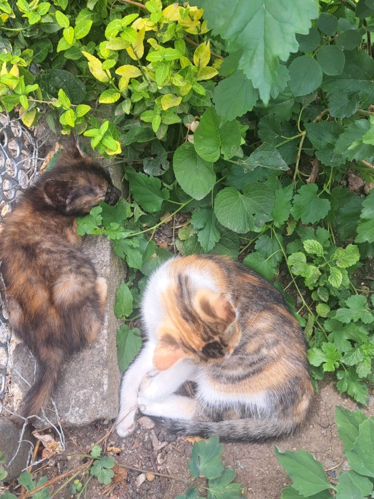Подарявам котенца