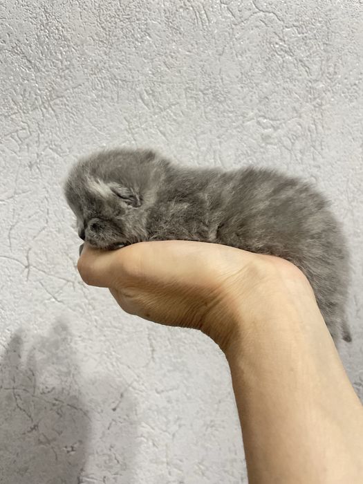 Котята породистые готовим к продажи родились 3 го ноября