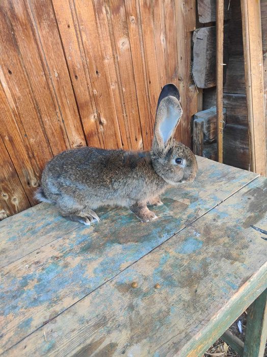 Vând uriaș german alb și grii