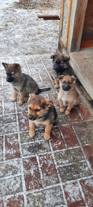 Щенят отдам в добрые руки!