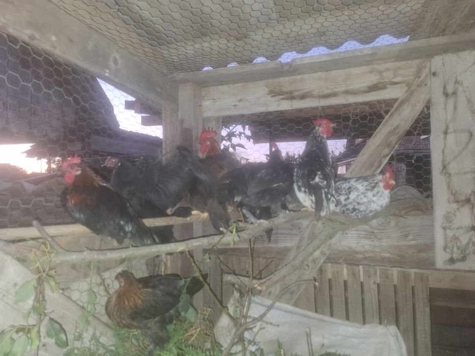 Vând cocosi de gaina pitica iopan