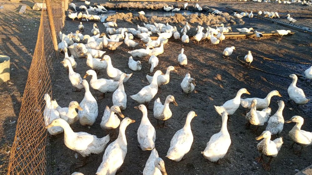 Продам уток на ногах 2500